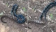 Kingsnake EATS Timber Rattlesnake After a Horrific Fight, Watch Stomach-Churning Video of Snakes That&rsquo;s Going Viral
