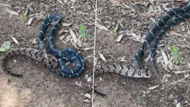 Kingsnake EATS Timber Rattlesnake After a Horrific Fight, Watch Stomach-Churning Video of Snakes That’s Going Viral