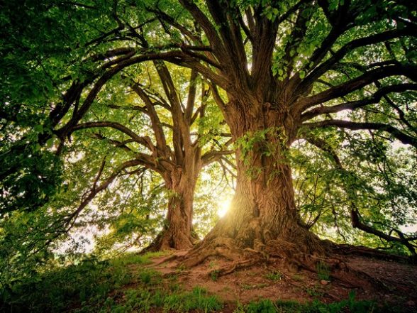 India News | World Environment Day: Assam Village Plants One Lakh Saplings in a Single Day - Vimarsana News