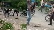 Uttar Pradesh Shocker: Three Persons Arrested for Stoning Monkey to Death in Amethi (Watch Video)