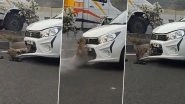 Leopard Gets Stuck Under Bonnet of a Car After Being Hit By the Vehicle on Highway; Watch Viral Video&nbsp;