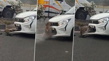 Leopard Gets Stuck Under Bonnet of a Car After Being Hit By the Vehicle on Highway; Watch Viral Video 