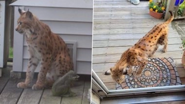 Alert! Dangerous Exotic Cat is on Loose in the United States That's 'Probably Gonna be Hungry'! See Viral Pics
