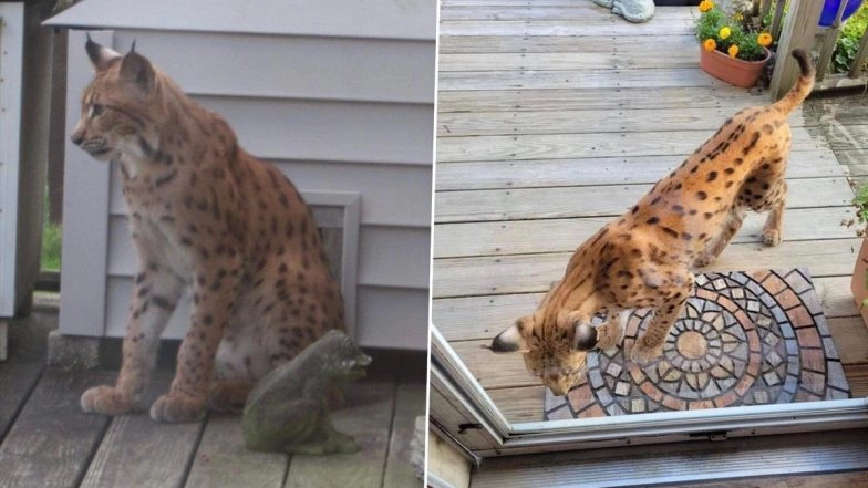 Alert! Dangerous Exotic Cat is on Loose in the United States That's 'Probably Gonna be Hungry'! See Viral Pics