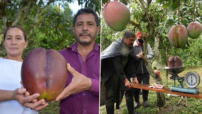 World's Heaviest Mango Weighing 4.25 Kgs Enters Guinness Book! Colombian Farmers Break the World Record By Growing Mega Fruit on Their Farm (See Pics)