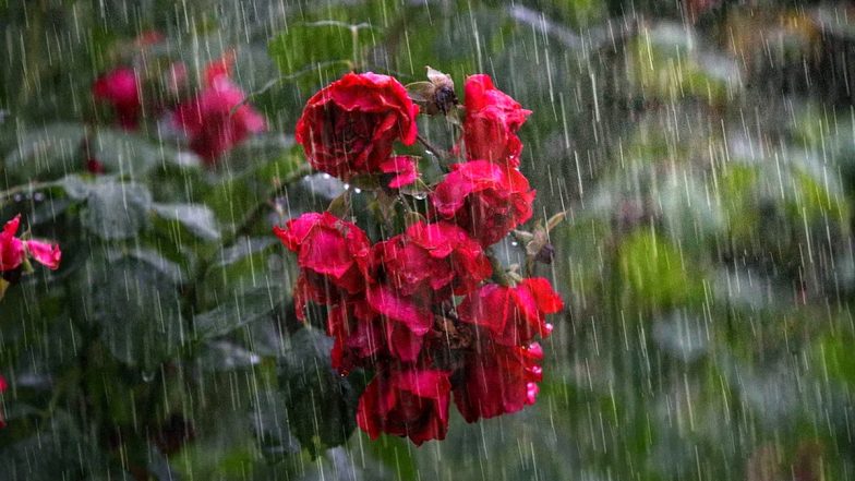 Weather Forecast: Rains Continue to Lash North India; IMD Says Southwest Monsoon to Cover Entire Country in Next Few Days