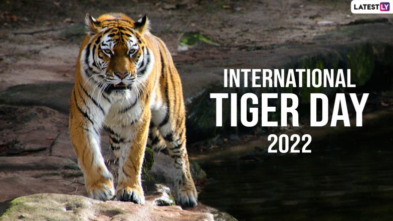 International Tiger Day 2022 Images and HD Wallpapers for Free Download Online: Wish Happy Tiger Day With Quotes, Messages and Greetings