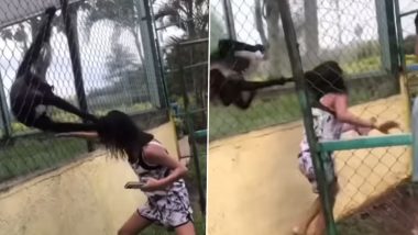 Spider Monkeys Aggressively Grab Girl By Hair in Mexico, Pull Her Violently for Repeatedly Hitting Their Enclosure; Watch Viral Video