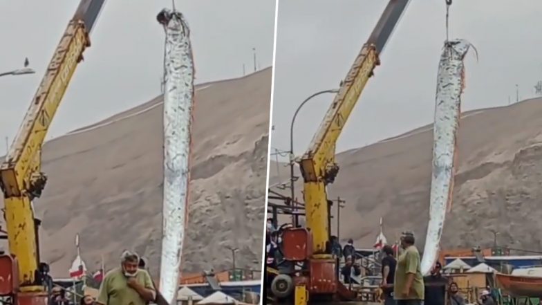 King of the Herrings! 16-Feet Long Fish Caught Off The Coast of Chile; Watch Viral Video of The Giant Oarfish Who Has a Connection With Bad Omen