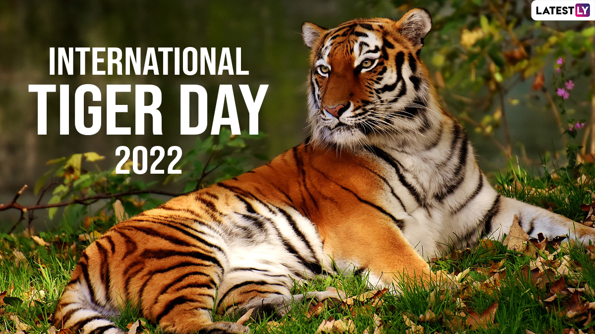 Mirror Now - July 29 is celebrated as International Tiger Day, here are  some unique facts YOU must know about the magnificent but endangered big  cat - The Royal Bengal Tiger. 🐯👇✨ #