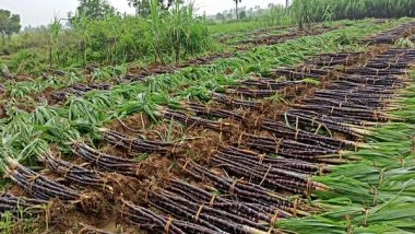 World News | Tanzania Moves to Boost Sugarcane Production