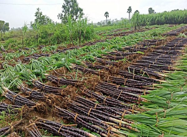 World News | Tanzania Moves to Boost Sugarcane Production