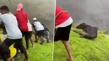Brave Youths Risk Their Necks To Save a Calf Lying in Deep Valley in Panvel; Video of The Daring Rescue Effort Goes Viral!