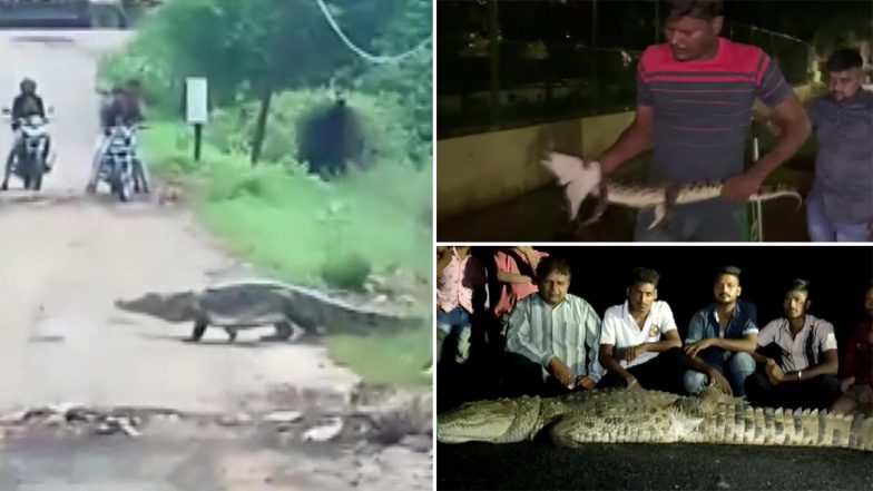 Gujarat: Crocodiles Enter Residential Areas in Vadodara Due to Rainfall, Wildlife Department Teams Deployed (Watch Pics and Video)