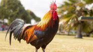 Uttar Pradesh: Family Organises 'Terahvin' to Mourn Death of Pet Rooster After It Dies Trying to Save Master&rsquo;s Lamb From Stray Dog; 500 Attend