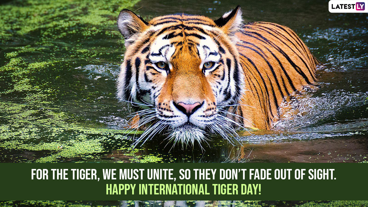 International Tiger Day 2022 Quotes Wallpapers Messages Sayings 