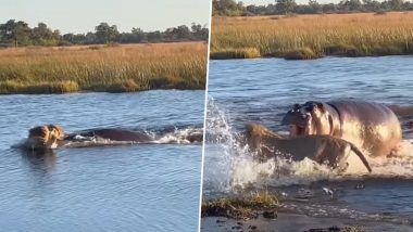Angry Hippo Scares Off 3 Lions Attempting To Cross River at Selinda Reserve Spillway; Watch Viral Video
