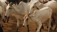 Lumpy Skin Disease Kills 977 Cattle Across 14 Districts in Gujarat, 33,561 Infected & Under Treatment