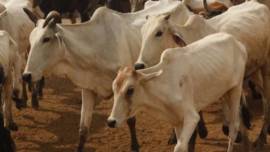 Lumpy Skin Disease Kills 999 Cattle in Gujarat; Over 37,000 Treated in 14 Districts, Says Minister Raghavji Patel