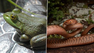 American Bullfrog and Brown Tree Snake Are the 2 Invasive Species That Have Cost World Economy $16 Billion, Says Report