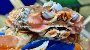 Holy Crab! Decapod With 'Human-Like Teeth' Caught By Russian Fisherman Shocks Netizens; See Viral Pic