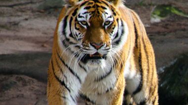 Happy International Tiger Day 2022 Images, Wishes and Quotes To Share on the Day