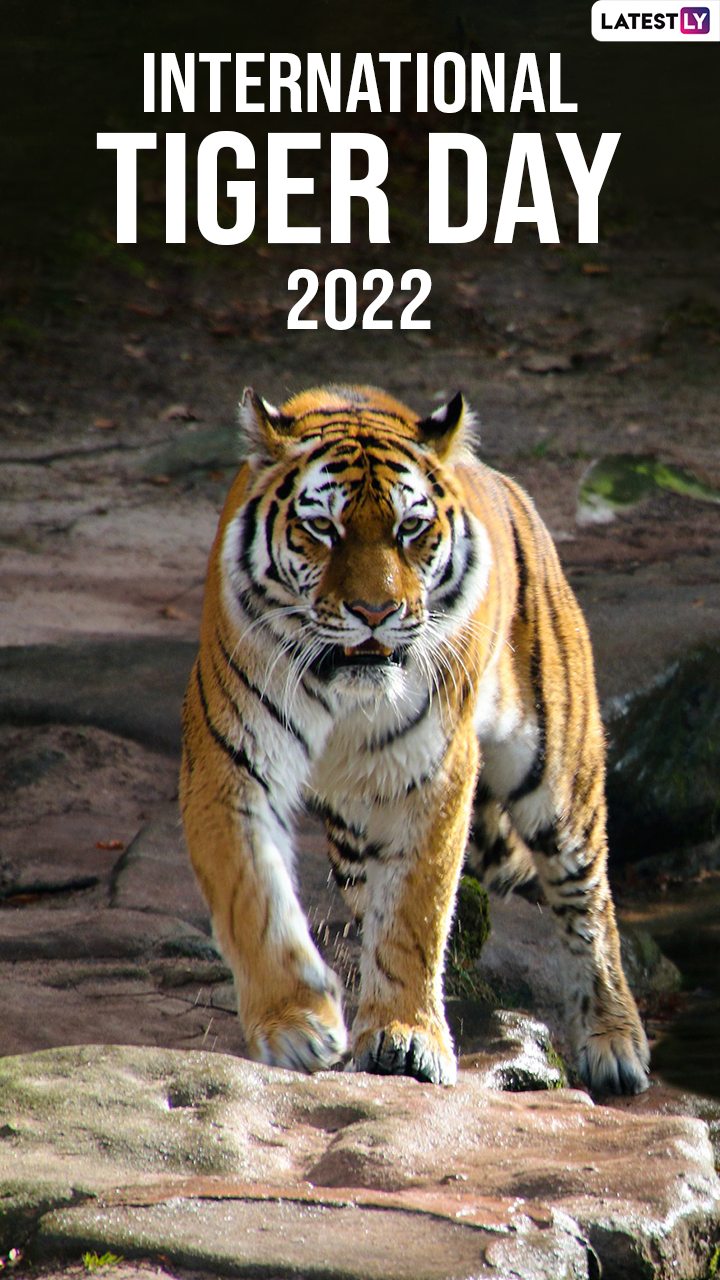 Happy International Tiger Day 2022 Images Wishes And Quotes To Share On The Day 🙏🏻 Latestly 3591