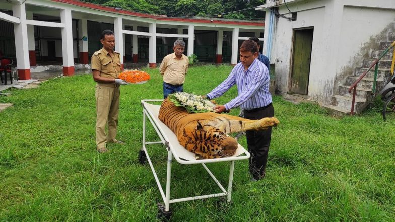 Raja, the Longest Surviving Royal Bengal Tiger in India Dies At SKB Rescue Center in West Bengal