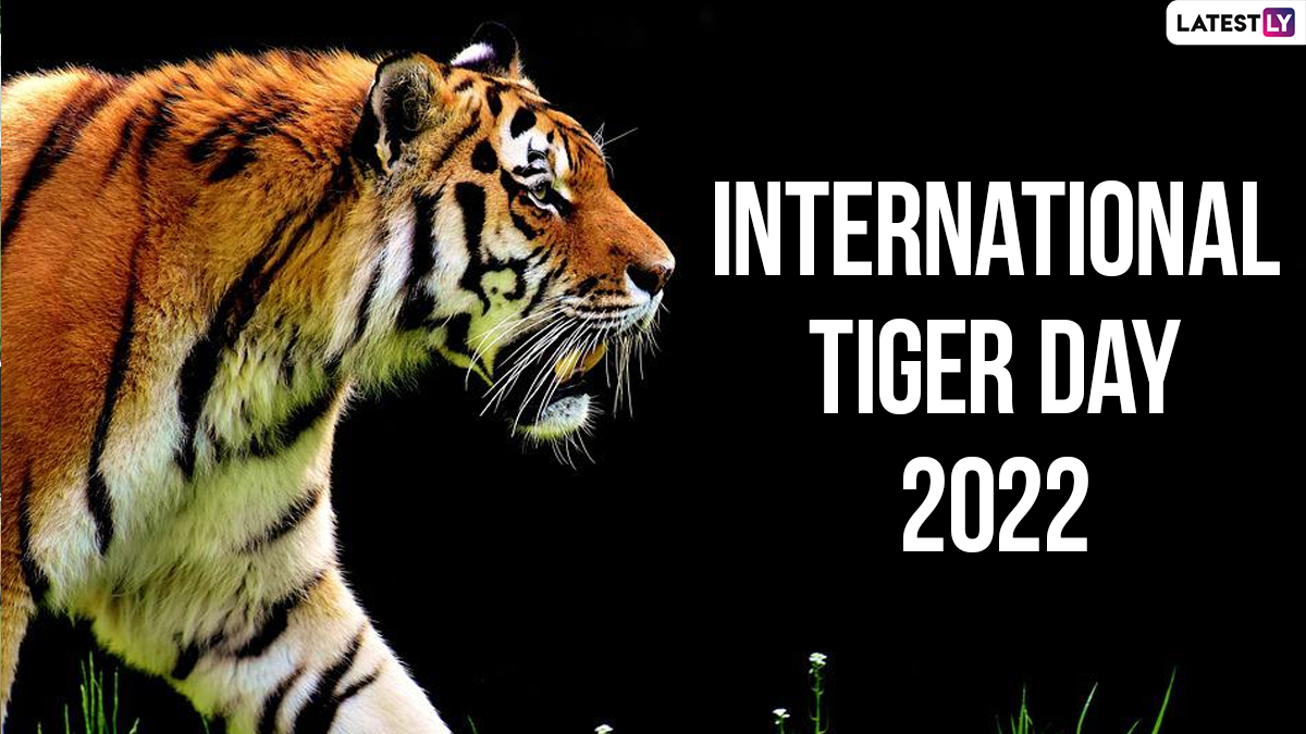 International Tiger DayGoogle-Image-Credit