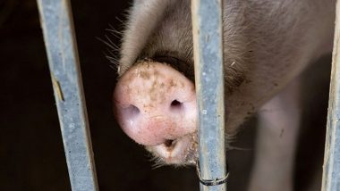Kerala: Animal Husbandry Department To Cull Around 300 Pigs in Wayanad To Stop Spread of ‘African Swine Fever’