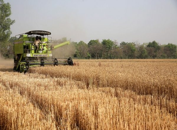 Ukraine: Wheat Production Likely To Fall by 41% in 2022–23 Season, Says Report