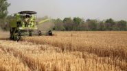 Business News | Farmers Suffered No Losses Due to Wheat Export Ban, Domestic Prices Above MSP: Govt