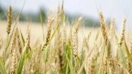 World News | New Four-way Talks on Ukrainian Grain Exports 'likely' This Week: Turkish Minister