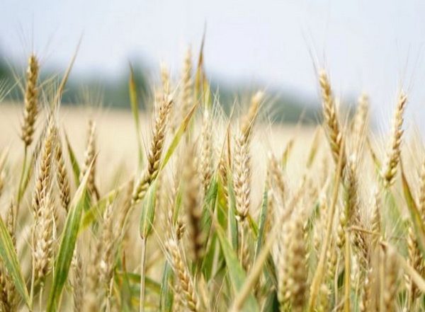 World News | New Four-way Talks on Ukrainian Grain Exports 'likely' This Week: Turkish Minister