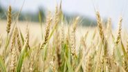 World News | Turkey Says Deal on Ukraine's Grain Exports to Be Signed in Istanbul