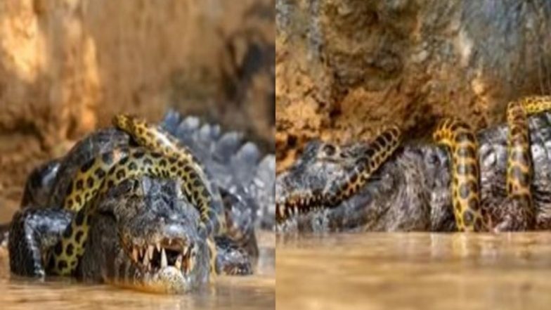 batalha de sobrevivência de anaconda contra crocodilo capturado na câmera;  Internet adivinha quem ganhou