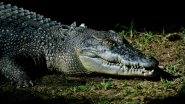 Crocodile Attack Leaves Forest Officer Injured in Uttar Pradesh&rsquo;s Sitapur, Horrific Video Goes Viral