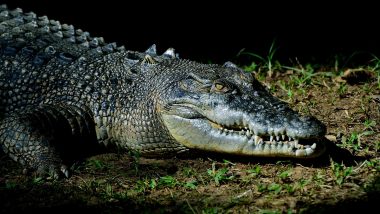 Madhya Pradesh: Villagers Capture Crocodile Insisting It Swallowed 10-Year-Old Boy Bathing in River in Sheopur