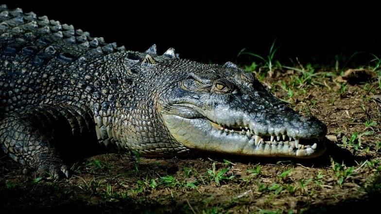 Woman Killed by Crocodile While Grazing Goats Near Ghaghra River in UP