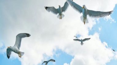 Science News | Birds Optimize Their Landing Maneuvers for Accurate Descent : Research