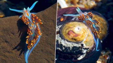 Beautiful ‘Alien Creature’ Spotted in California! Opalescent Nudibranch, a Bright-Coloured Sea Slug Species Captures Internet’s Attention in Viral Video