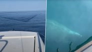 Massive Shark Swims Beside Boat in Norway; Watch Viral Video of The Gigantic Fish That Will Make Your Eyes Pop Out!