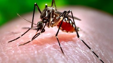 World News | Cambodia Sees Spike in Dengue Fever Cases