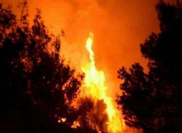 World News | Over 500 Firefighters Battle Wildfire to Protect Iconic Trees in US Yosemite National Park