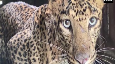 India News | Female Leopard Spotted in Nashik's Ashok Nagar