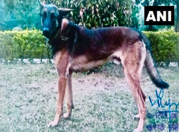 Axel, Indian Army Dog Killed During Anti-terrorist Operation in Kashmir
