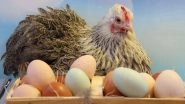 US Researchers Produce COVID-19 Antibodies Using Hen Eggs