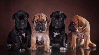 Business News | Itsaboutdog.com: a Comprehensive Guide Launched for Dog Owners