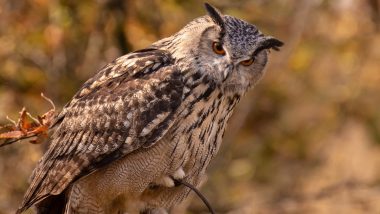 Mumbai: Indian Eagle Owl Drenched in Rain and Harassed by Crows Rescued From Thane School