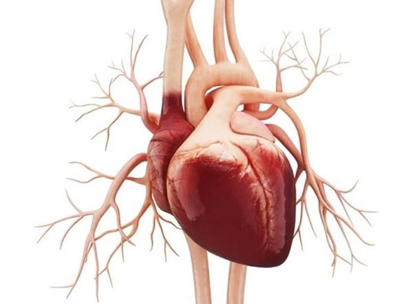 Health News | Death of a Family Member May Increase Heart Failure Mortality Risk